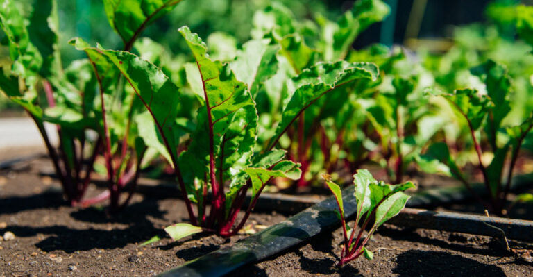 Try These 8 Strategies When Delaware Summer Heat And Water Scarcity Peak
