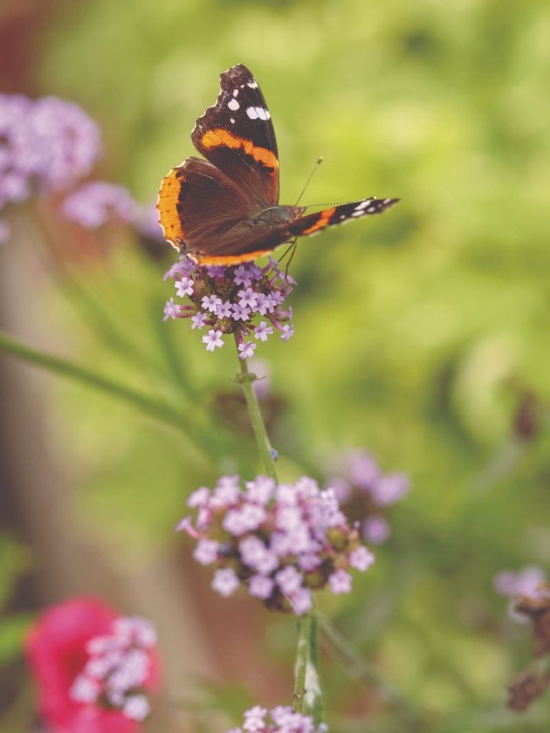 Try Verbena For Sunny Borders