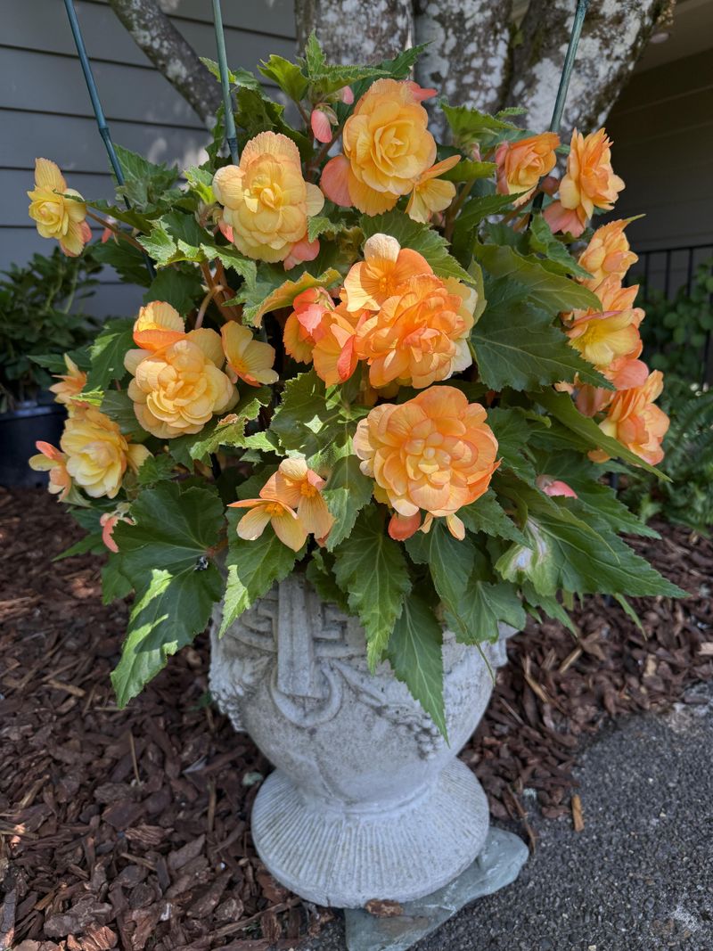 Tuberous Begonias Bring Big Blooms