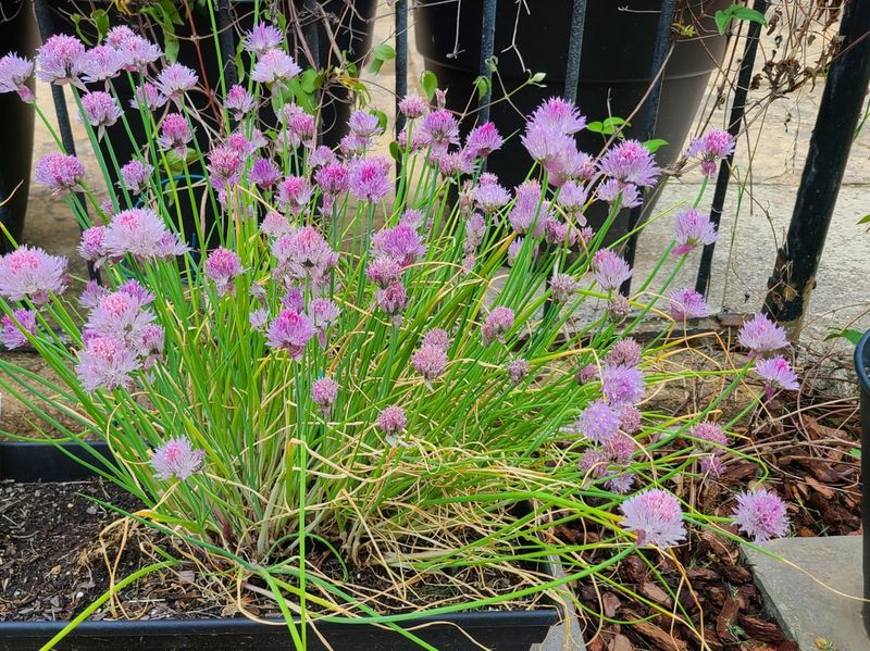 Tuck Chives Near Carrots And Brassicas