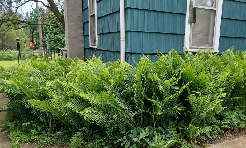 Tuck Ferns Around Surface Roots Tuck Ferns Around Surface Roots