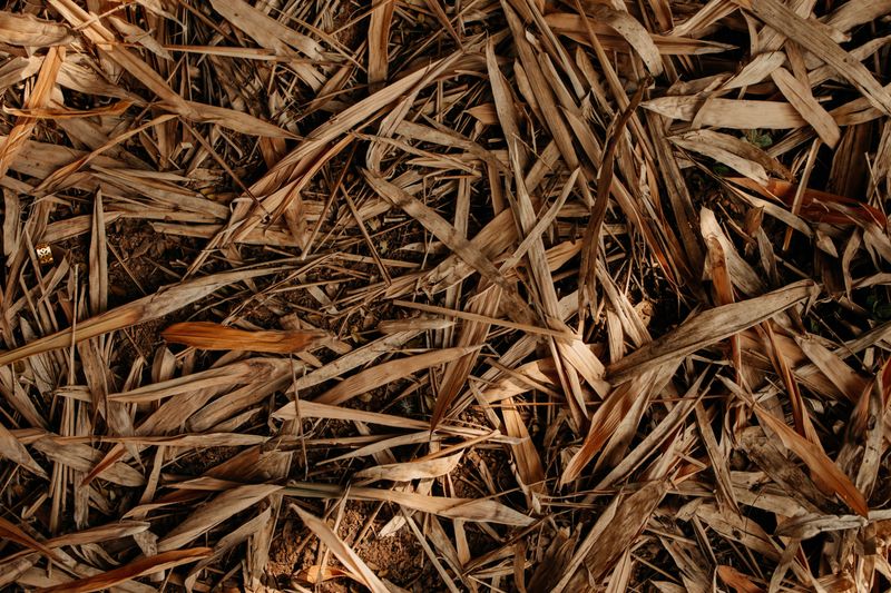 Tuck Straw Mulch Under The Leaves
