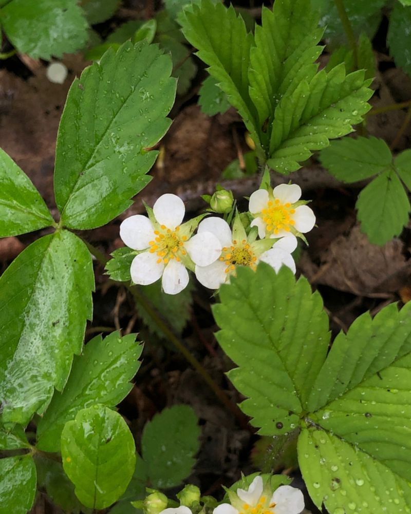 Tuck Wild Strawberry Into Thin, Dry Patches Tuck Wild Strawberry Into Thin, Dry Patches