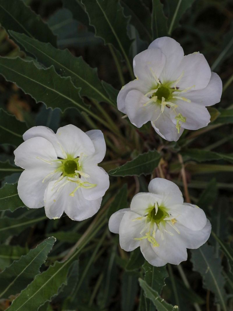 Tufted Evening Primrose Softens Bare Backyard Areas Tufted Evening Primrose Softens Bare Backyard Areas