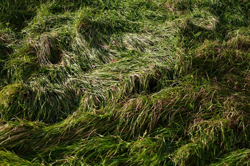 Tug The Grass