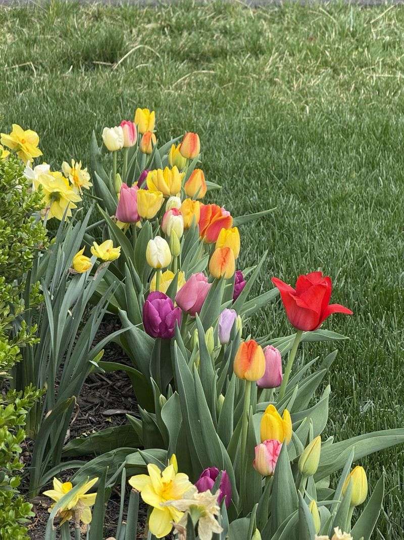 Tulips Become Spring Snacks Tulips Become Spring Snacks