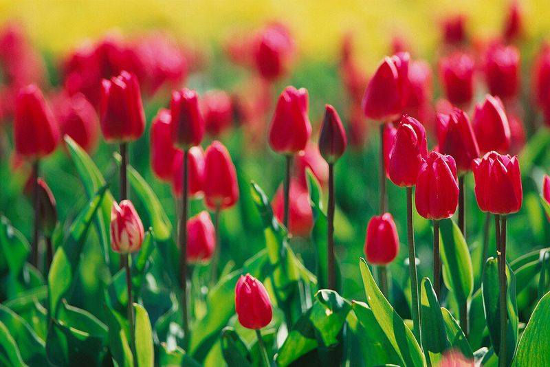 Tulips (Tulipa Spp.)