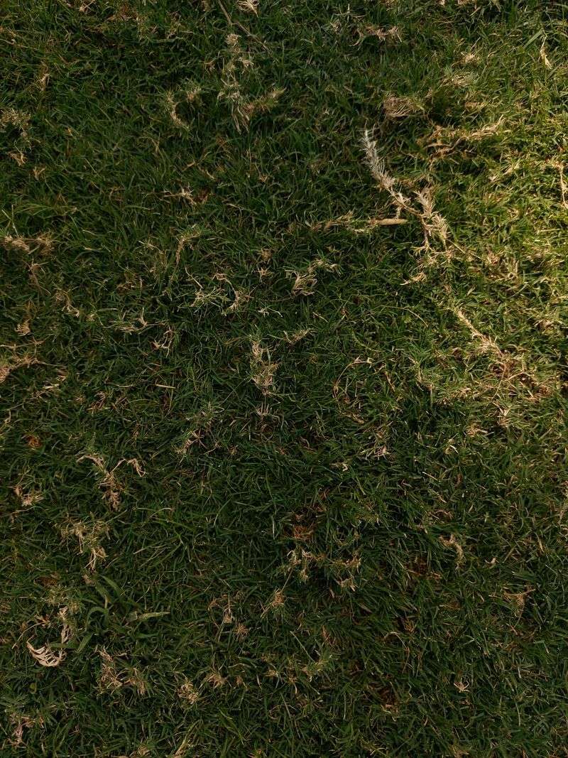 Turf Feels Spongy And Shifts Beneath Your Feet Turf Feels Spongy And Shifts Beneath Your Feet