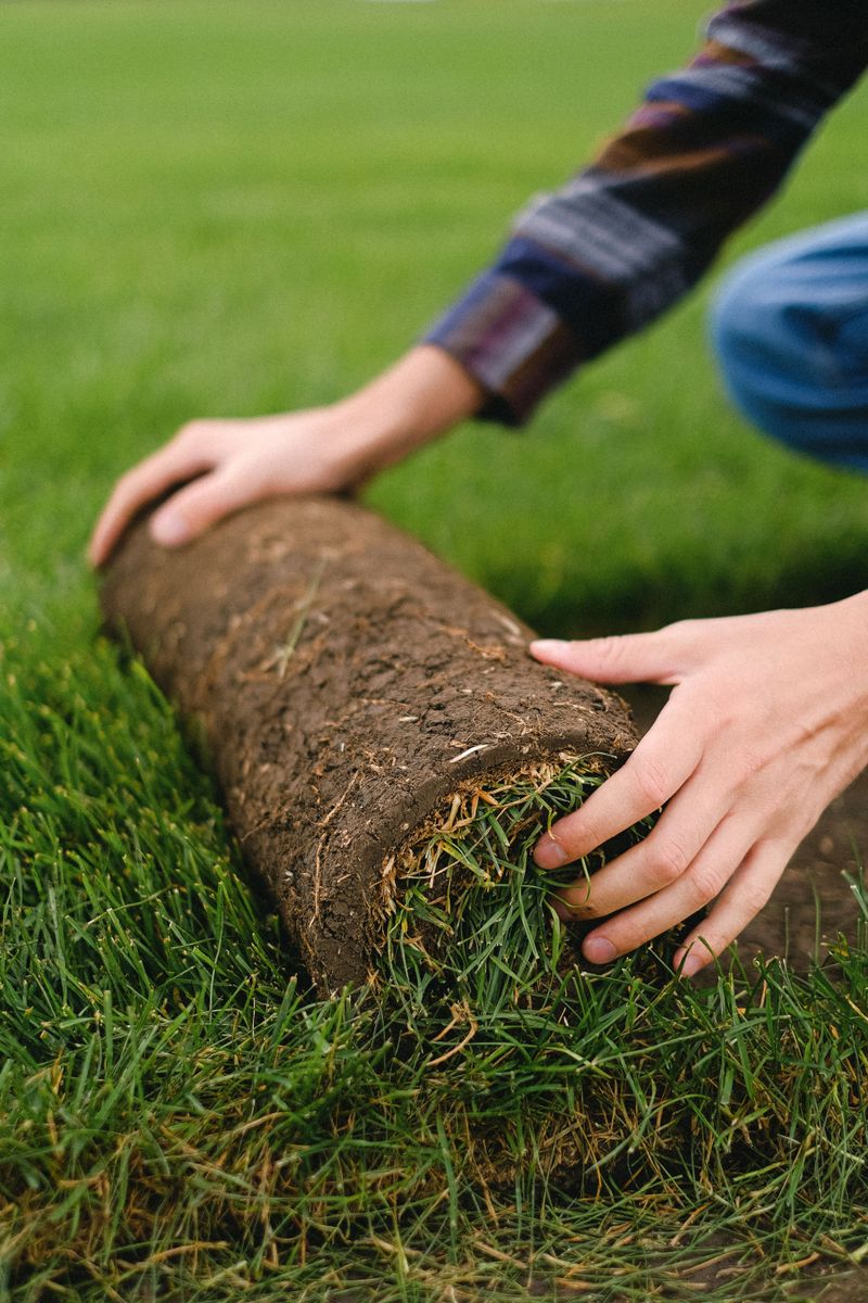Turf Rolling Back Like A Carpet When Lifted Turf Rolling Back Like A Carpet When Lifted