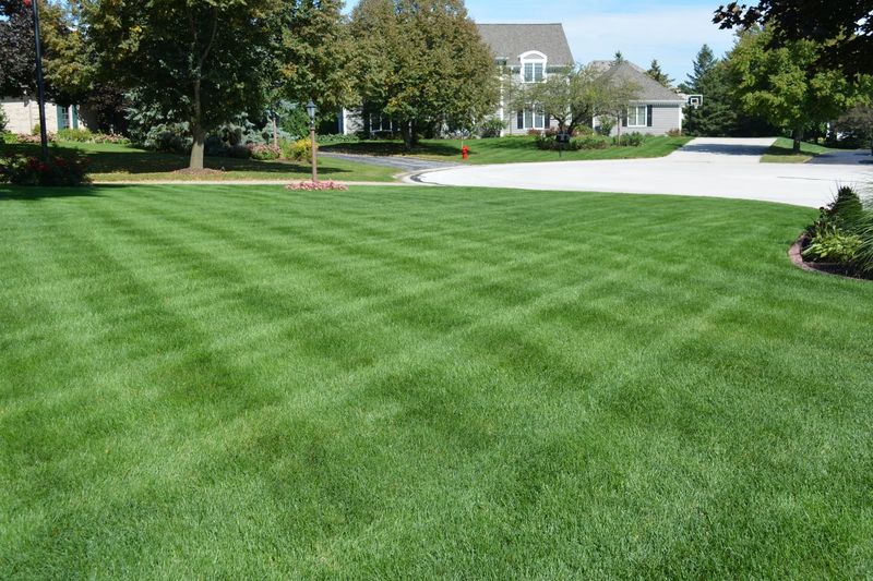 Turfgrass Lawns Replace The Damp Cover Fireflies Need