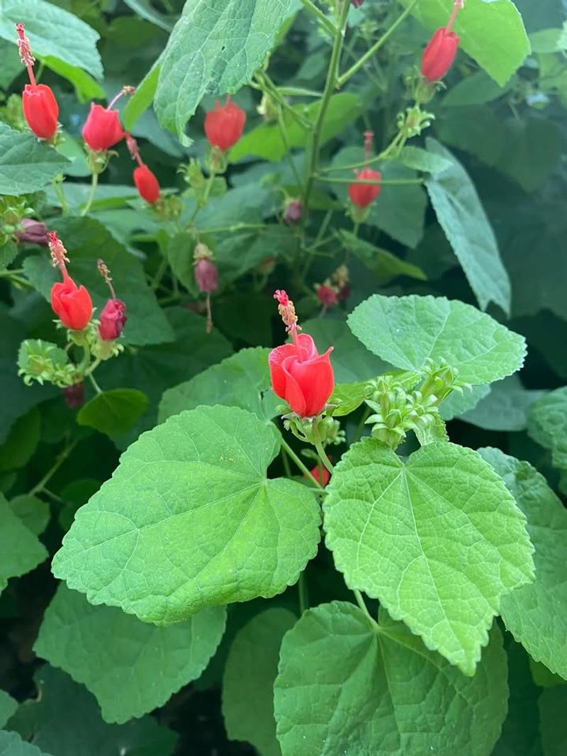 Turk's Cap 