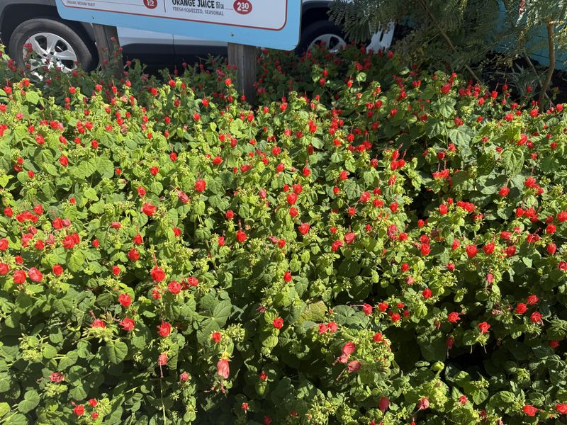 Turk's Cap Flowers Through The Hottest Months Turk's Cap Flowers Through The Hottest Months
