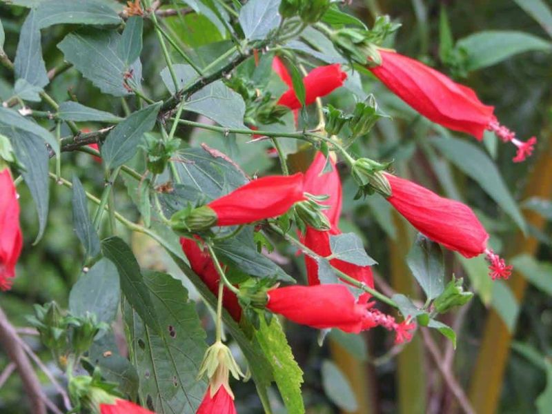 Turk's Cap For Flowering Shade Along Fences Turk's Cap For Flowering Shade Along Fences