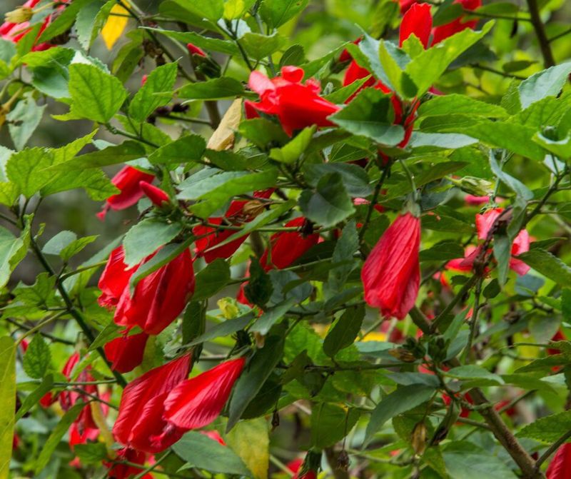 Turk's Cap For Shady Deer-Resistant Color Turk's Cap For Shady Deer-Resistant Color