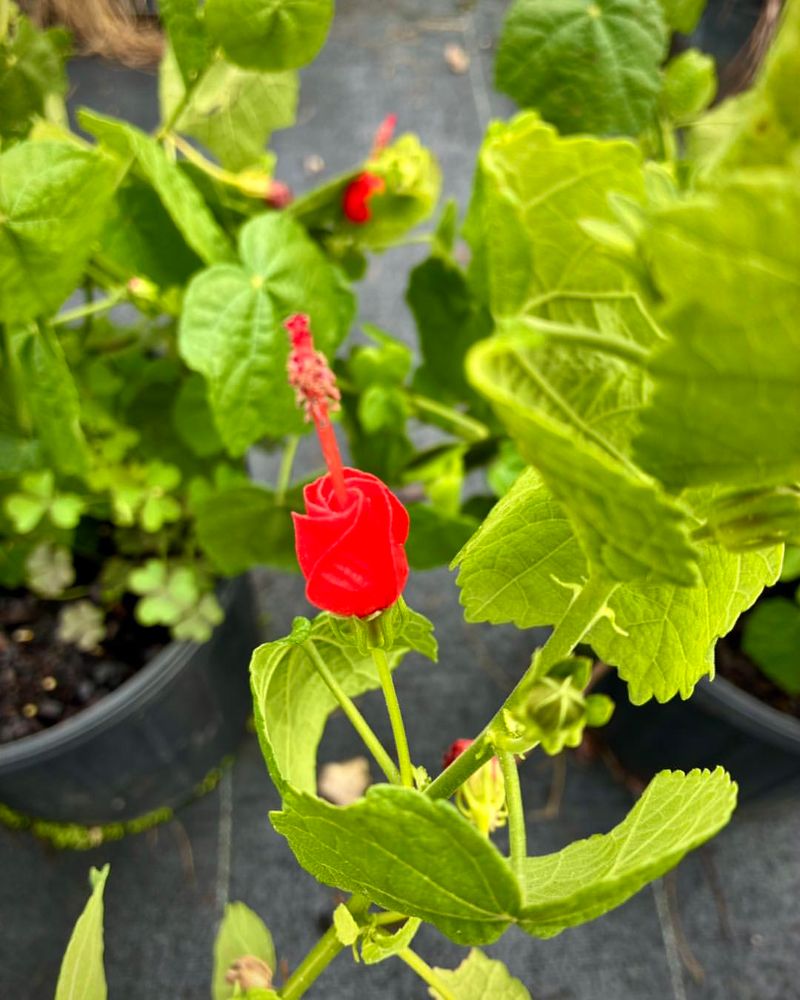 Turk's Cap