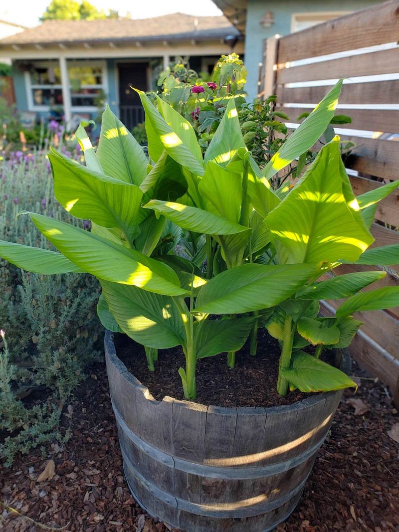 Turmeric Thrives In Humid Shade With Room To Spread Turmeric Thrives In Humid Shade With Room To Spread