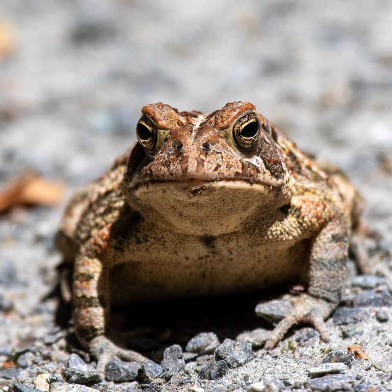 Turning Your Maryland Garden Into Toad Territory Turning Your Maryland Garden Into Toad Territory