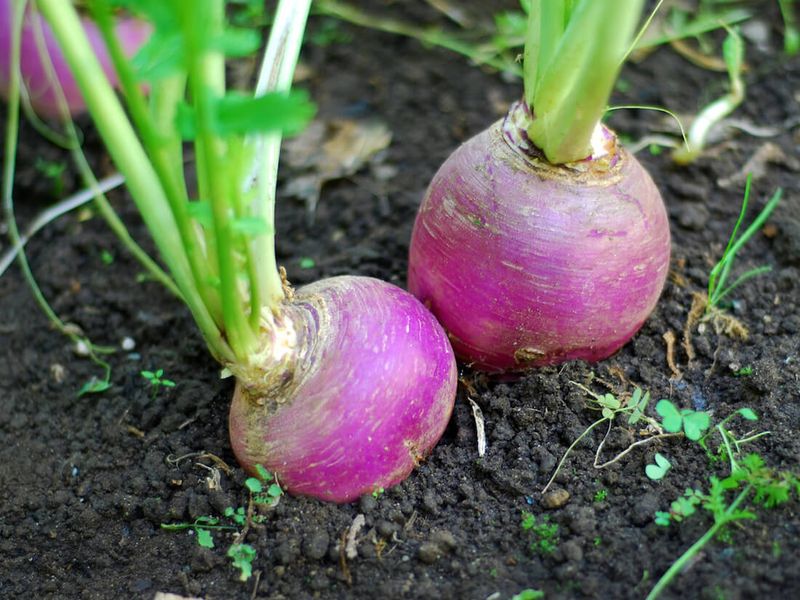 Turnips Make A Useful Late-Season Root Crop