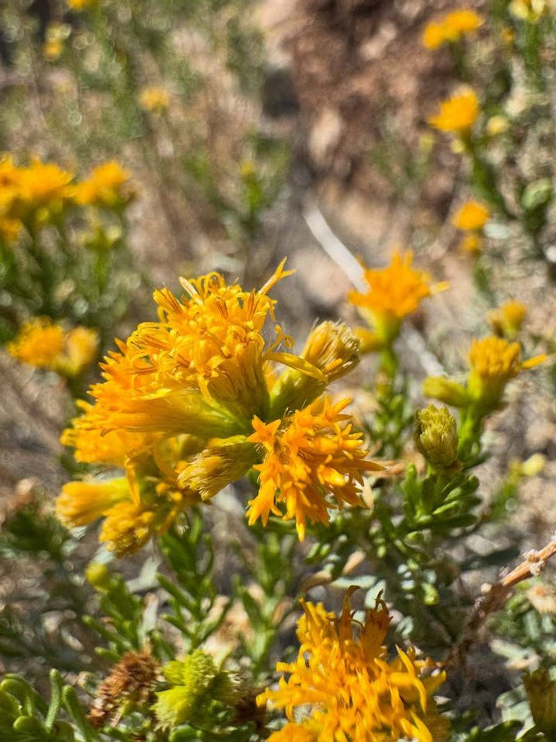 Turpentine Bush Stays Compact After Harsh Sun Turpentine Bush Stays Compact After Harsh Sun