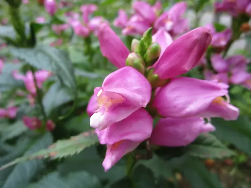 Turtlehead Likes Moist Shade