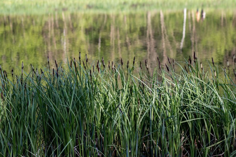 Tussock Sedge Tussock Sedge