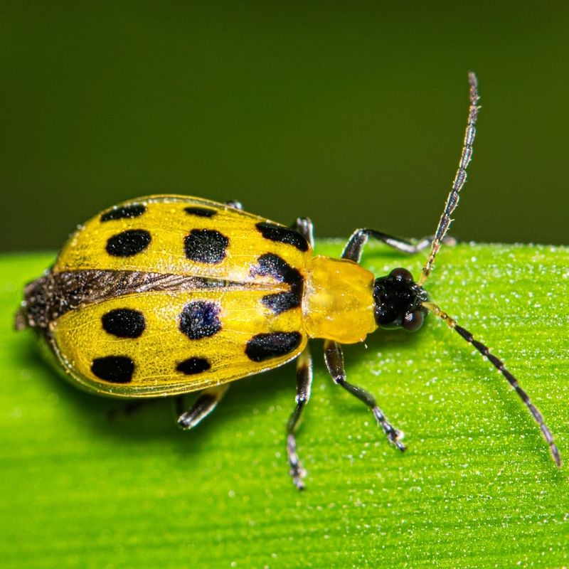 Twelve-Spotted Beetles Feed On Beans And Cucurbits Twelve-Spotted Beetles Feed On Beans And Cucurbits