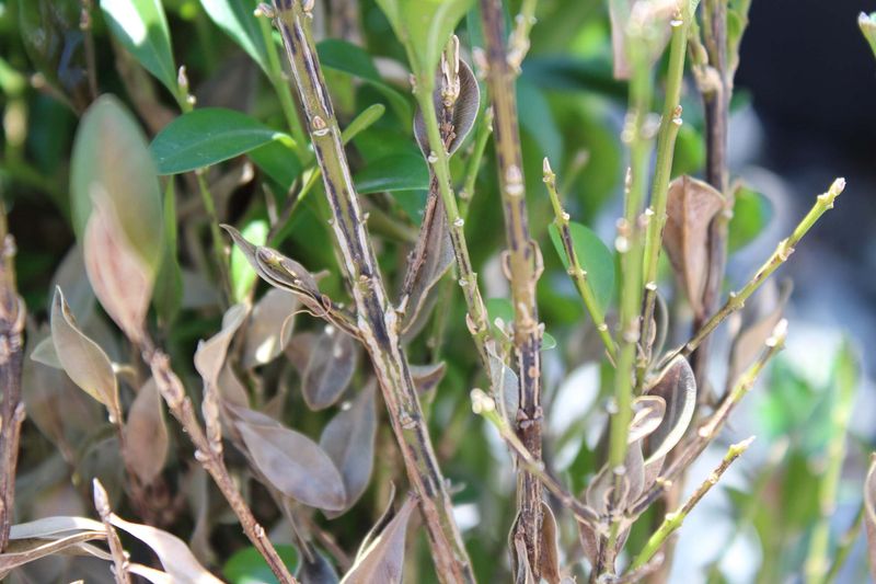 Twig And Stem Dieback
