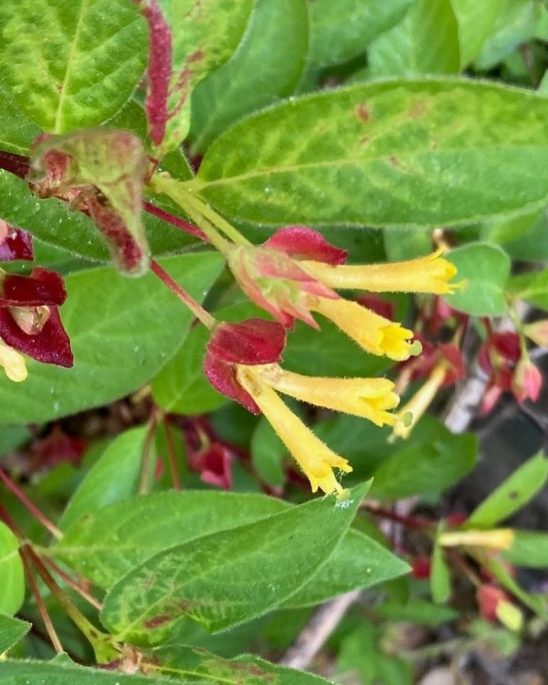 Twinberry Honeysuckle