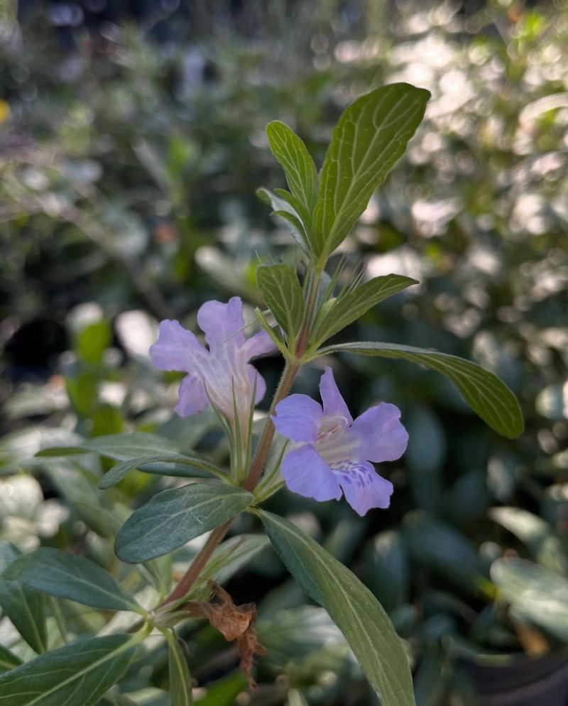 Twinflower Brings Low Native Color To Path Borders Twinflower Brings Low Native Color To Path Borders