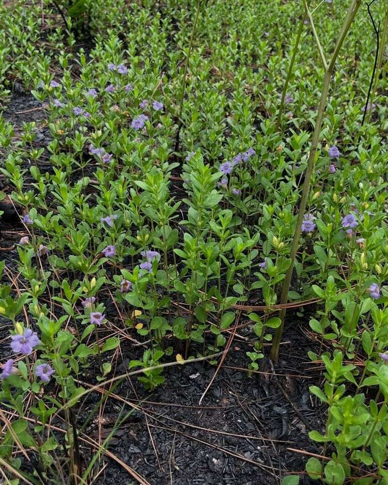 Twinflower Fills Low Edges With Native Purple Blooms Twinflower Fills Low Edges With Native Purple Blooms