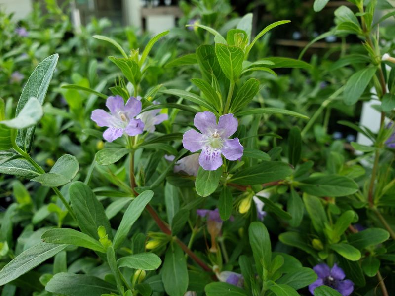 Twinflower Softens Bed Edges With Low Native Coverage