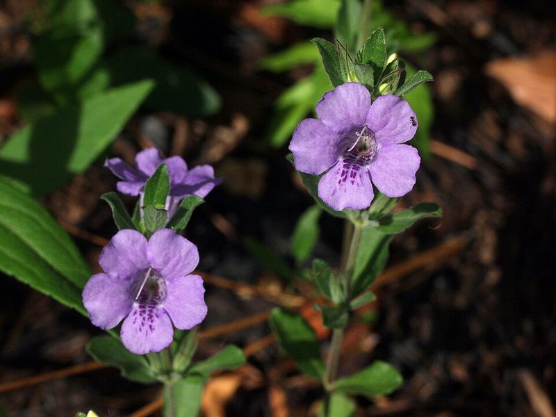 Twinflower Softens Borders With Low Native Coverage Twinflower Softens Borders With Low Native Coverage
