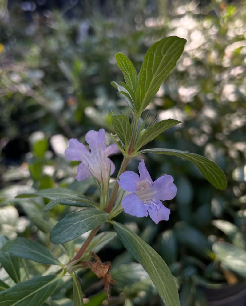 Twinflower Softens Sunny Ground With Easy Native Blooms