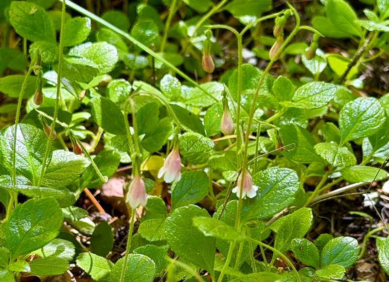 Twinflower Trails Lightly Through Woodland Walkways Twinflower Trails Lightly Through Woodland Walkways