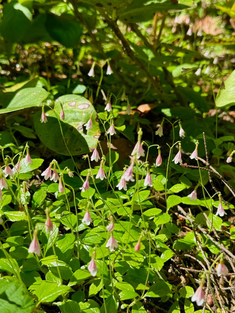 Twinflower Twinflower