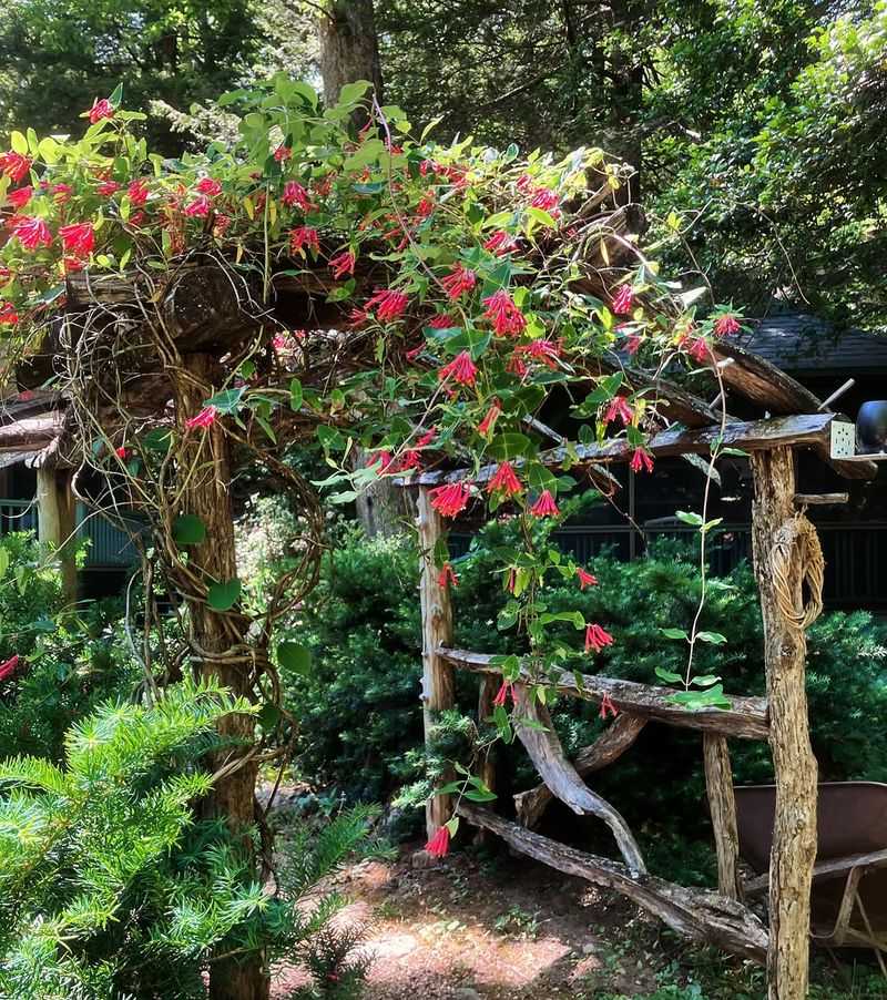 Twining Vines Climb Fences, Trellises, And Arbors With Ease Twining Vines Climb Fences, Trellises, And Arbors With Ease