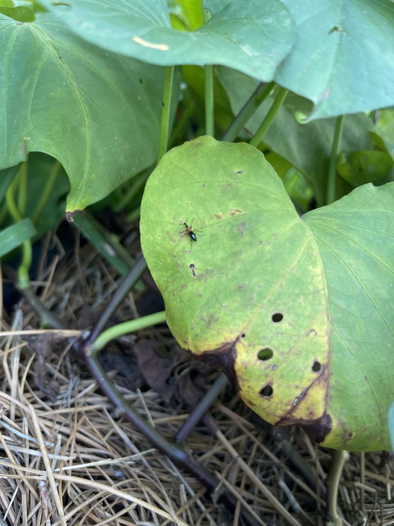 Unchecked Pest Damage Can Reduce Tuber Quality Unchecked Pest Damage Can Reduce Tuber Quality