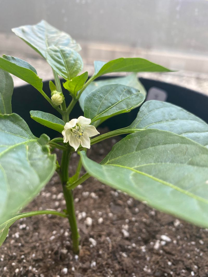 Under-60°F Nights Turn Blossoms Into Lost Fruit Opportunities