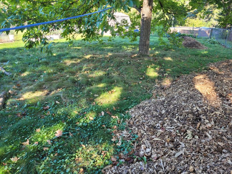 Under Trees And Shrubs