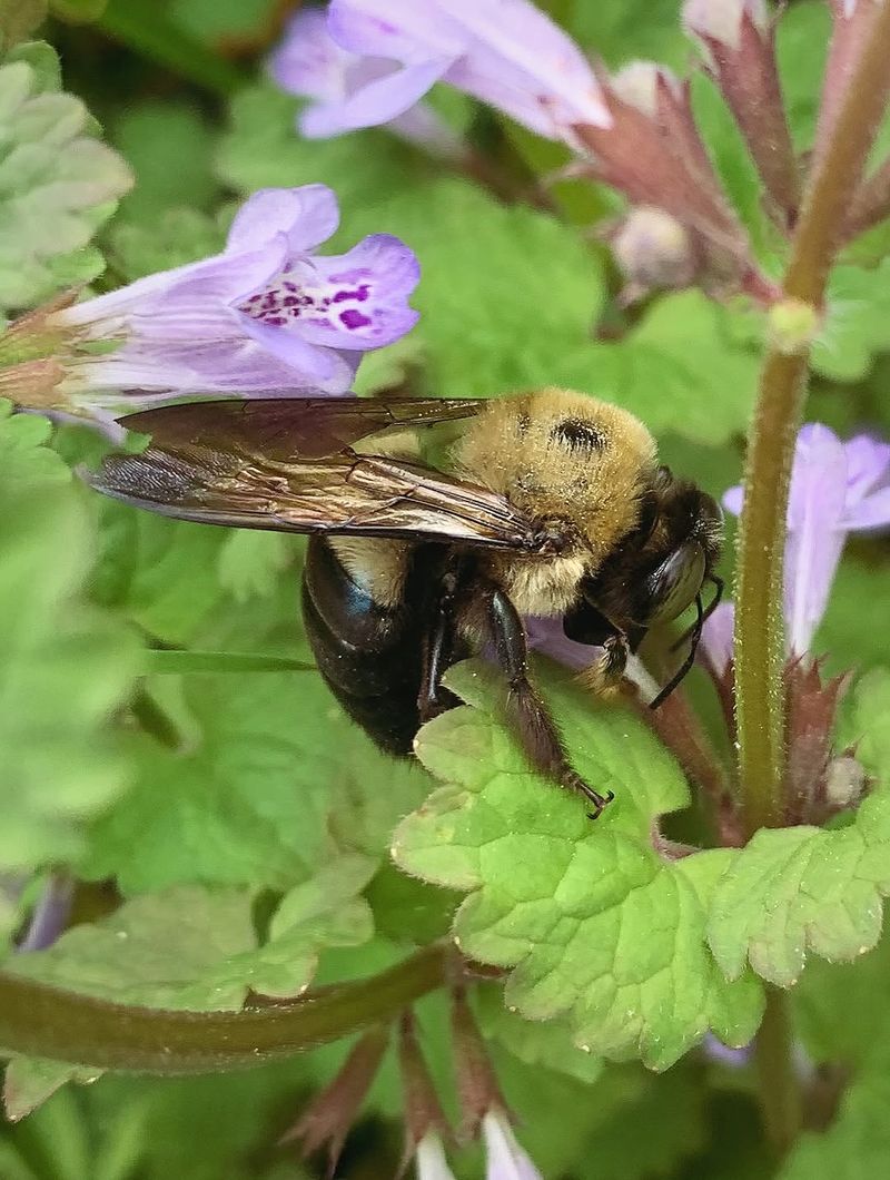 Underestimating Their Ecological Value In Your Garden