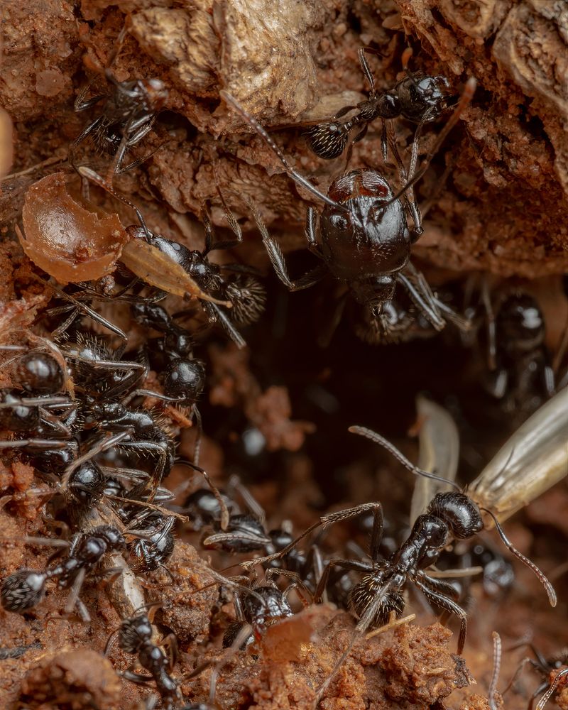 Underground Tunnels Hide How Far Colonies Have Already Spread