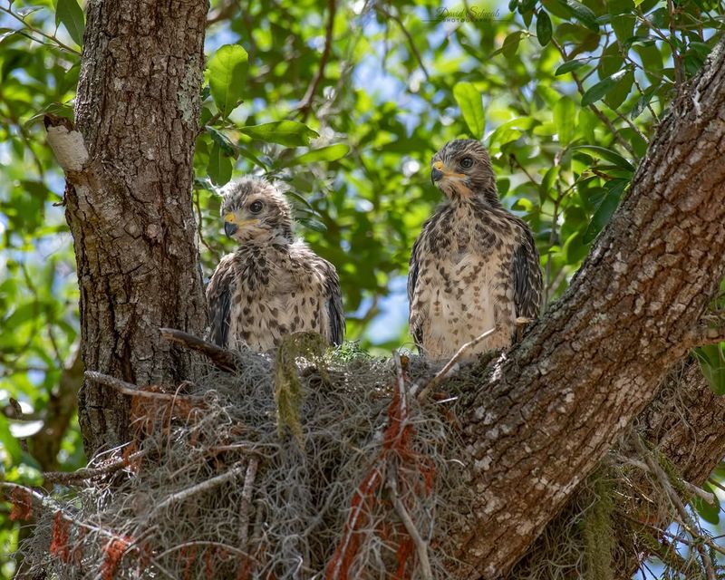 Understanding Why Hawks Are Nesting Near Homes Understanding Why Hawks Are Nesting Near Homes