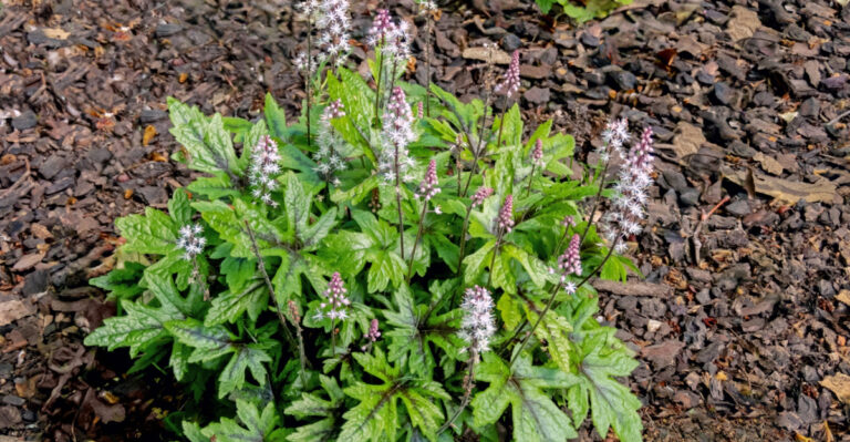 Underused Native Michigan Ground Covers That Work Better Than Mulch Under Trees
