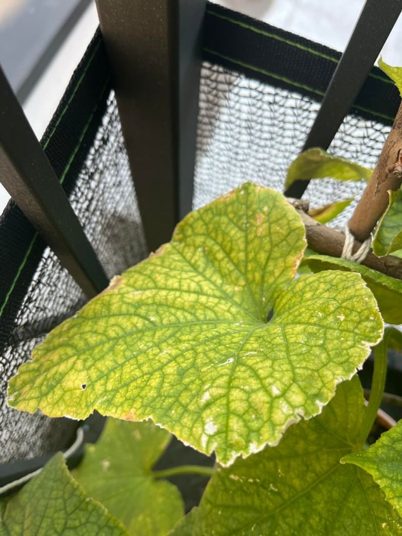Underwatering Stresses Leaves Into Wilting And Yellow Patches