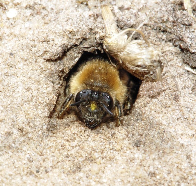 Undisturbed Soil Helps Young Bees Survive Undisturbed Soil Helps Young Bees Survive