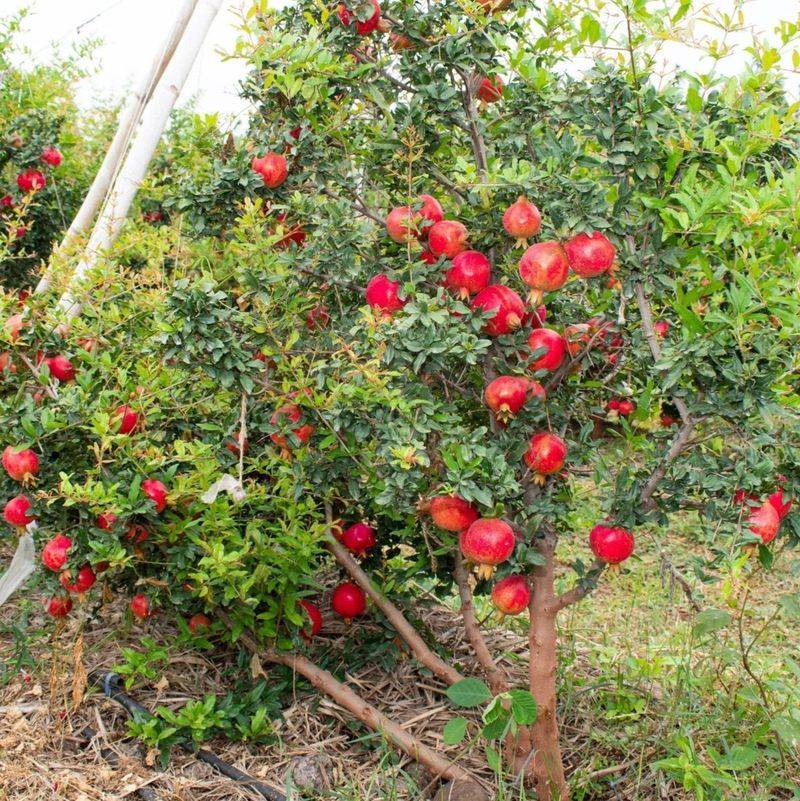 Uneven Irrigation Can Trigger Fruit Problems Uneven Irrigation Can Trigger Fruit Problems