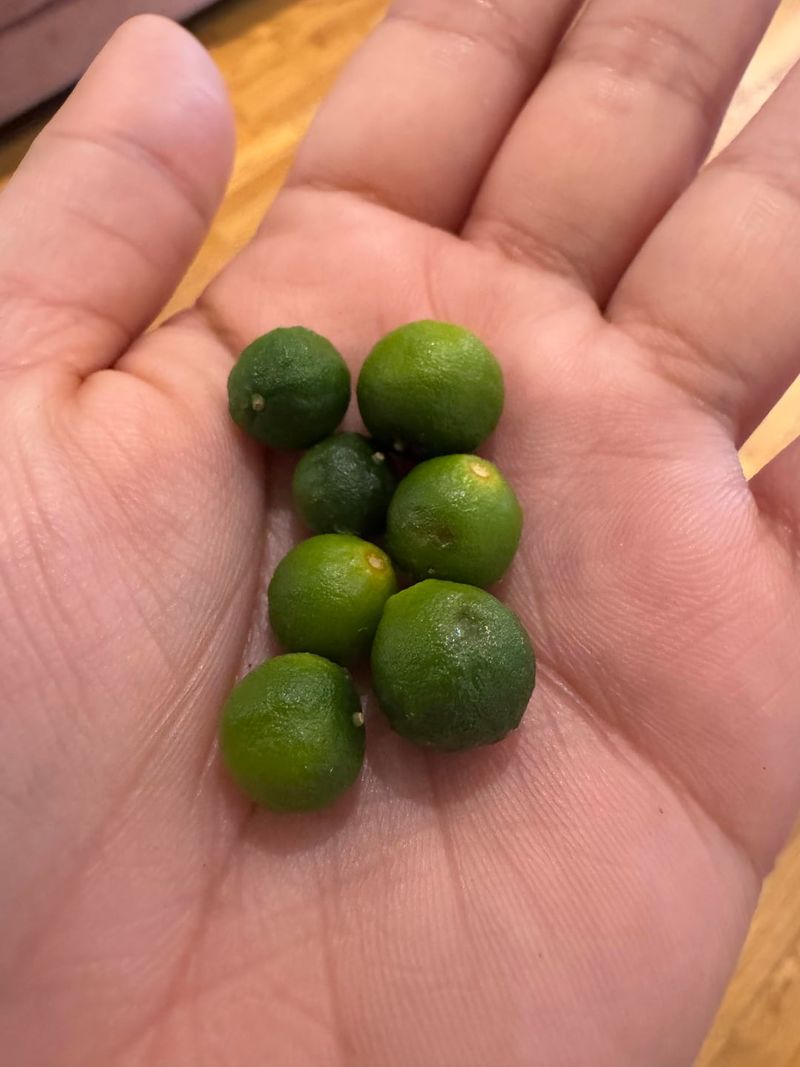 Uneven Watering Can Make Small Limes Drop Uneven Watering Can Make Small Limes Drop