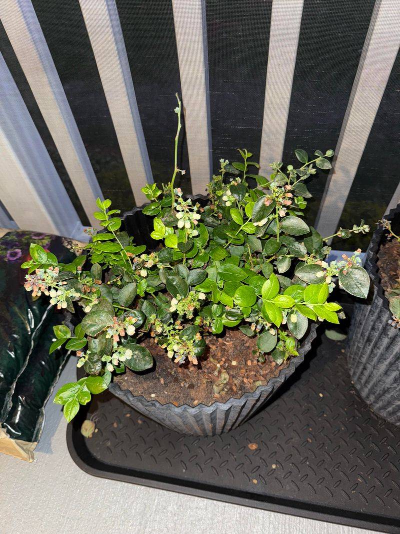 Uneven Watering Can Stop Berries From Finishing