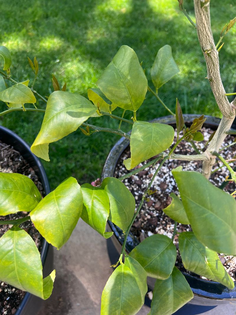 Uneven Watering Is Confusing The Tree Uneven Watering Is Confusing The Tree