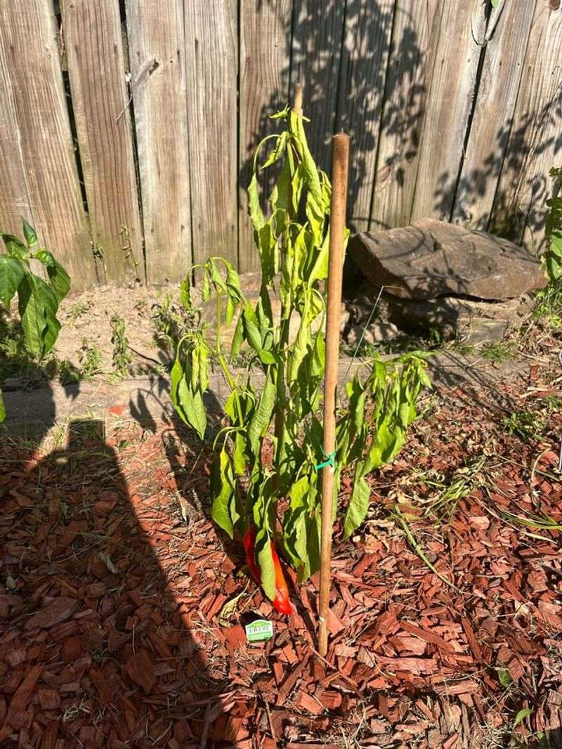 Uneven Watering Stresses Roots